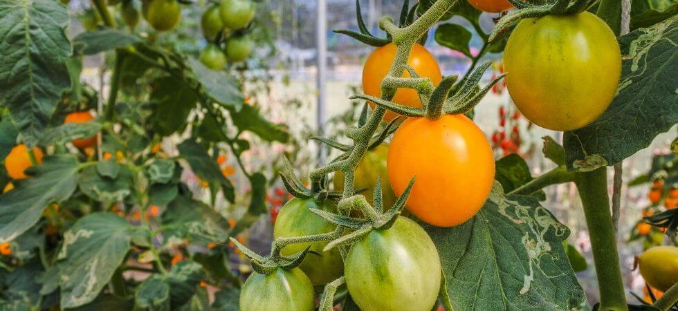 grow tomatoes inside greenhouse greenhouse tomatoes guide