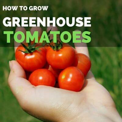grow tomatoes inside greenhouse greenhouse tomatoes guide