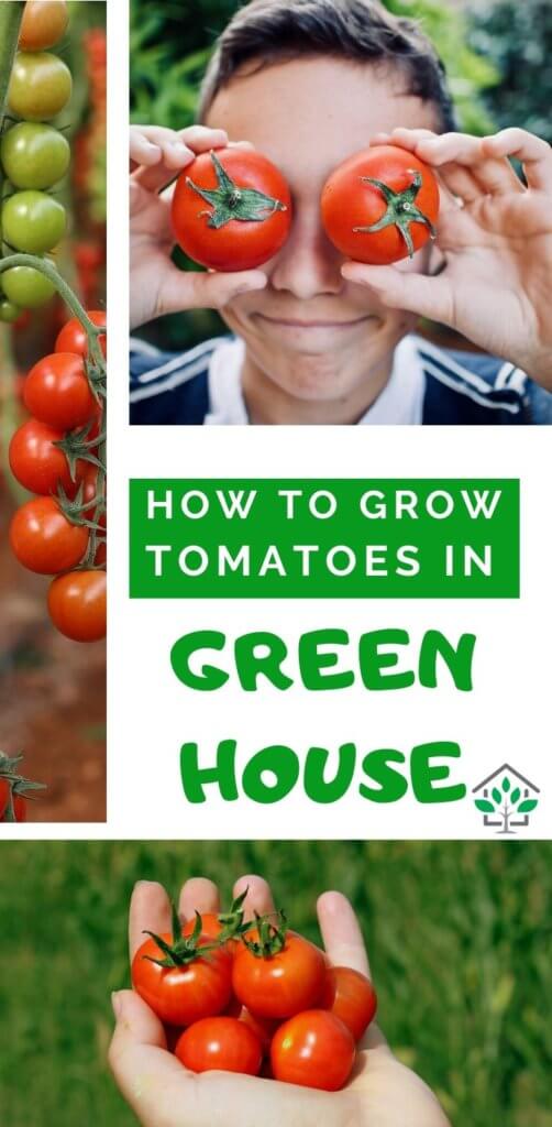 grow tomatoes inside greenhouse greenhouse tomatoes guide