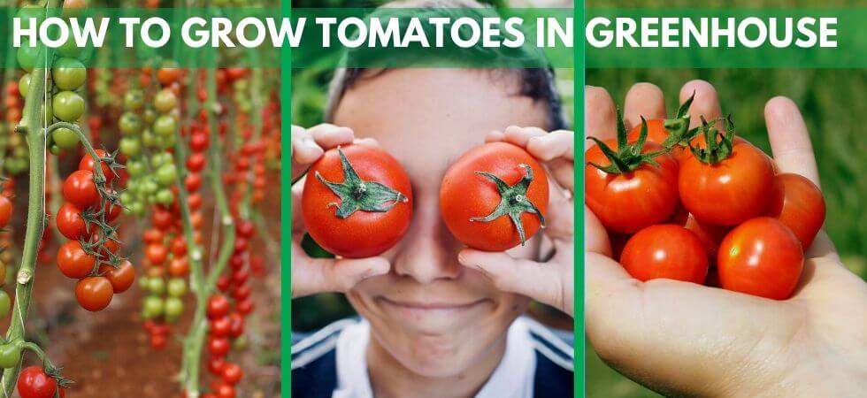 Image of Potatoes and tomatoes growing in a greenhouse