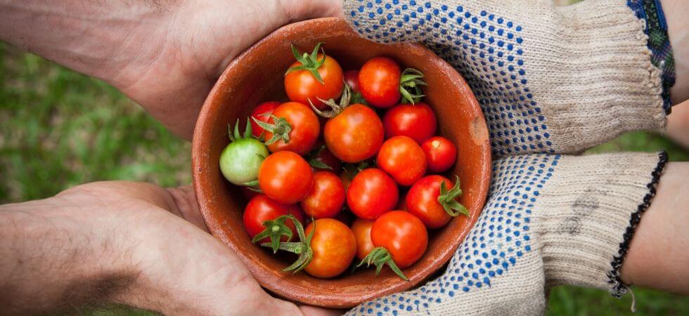 grow tomatoes inside greenhouse greenhouse tomatoes guide