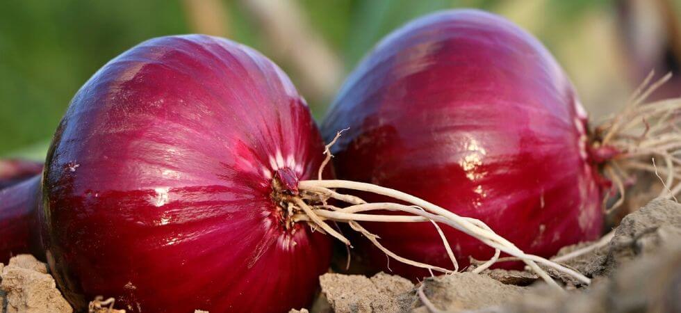 How to grow onions in your greenhouse, GREENHOUSE ONIONS