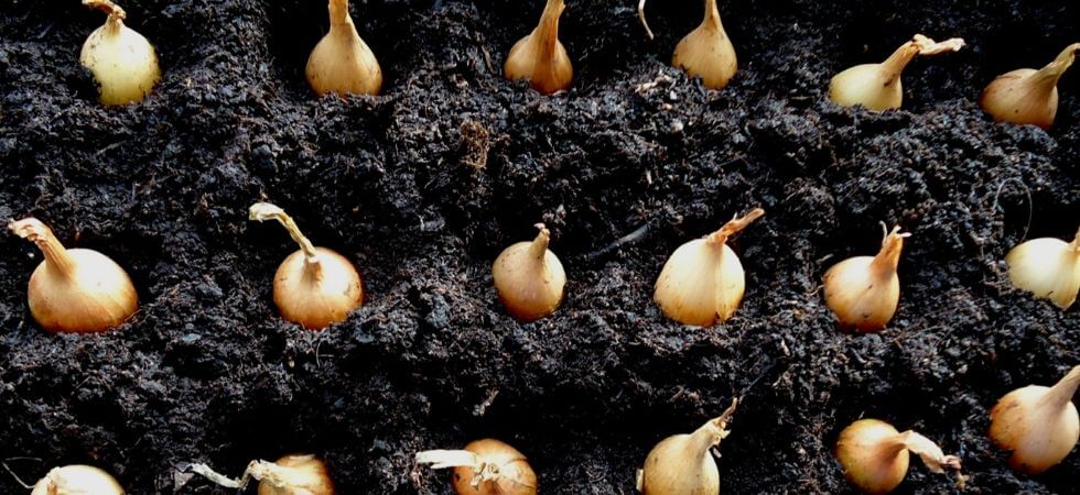 How to grow onions in your greenhouse, GREENHOUSE ONIONS
