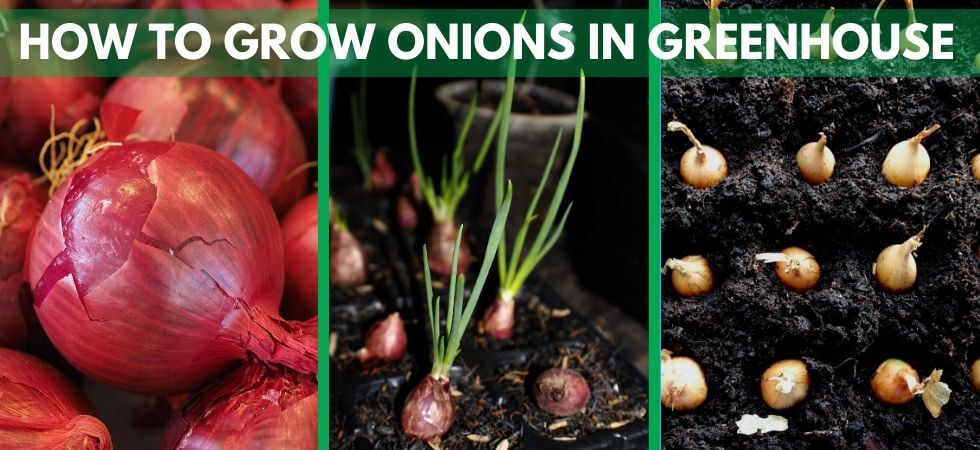 How to grow onions in your greenhouse, GREENHOUSE ONIONS
