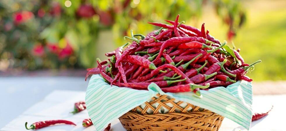 Basket full of chili peppers