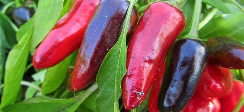 Chili peppers in plant