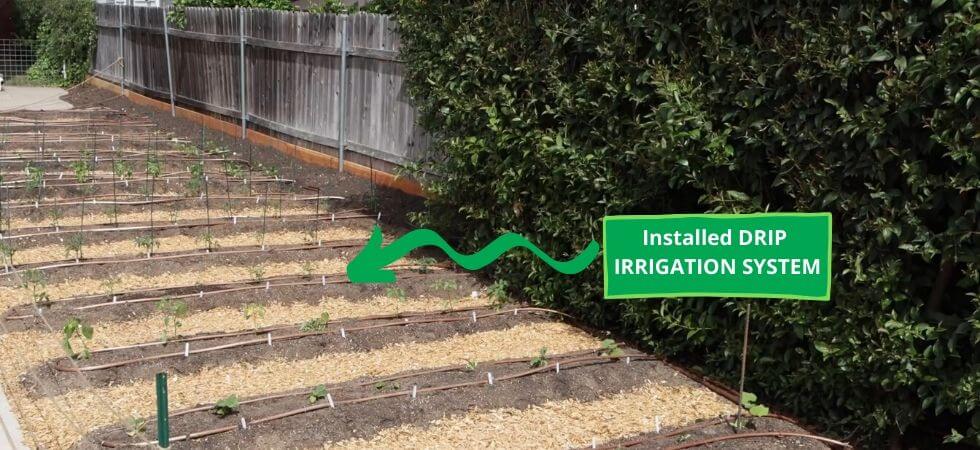 DIY drip irrigation system installed and running DIY Greenhouse drip Igrriation system
