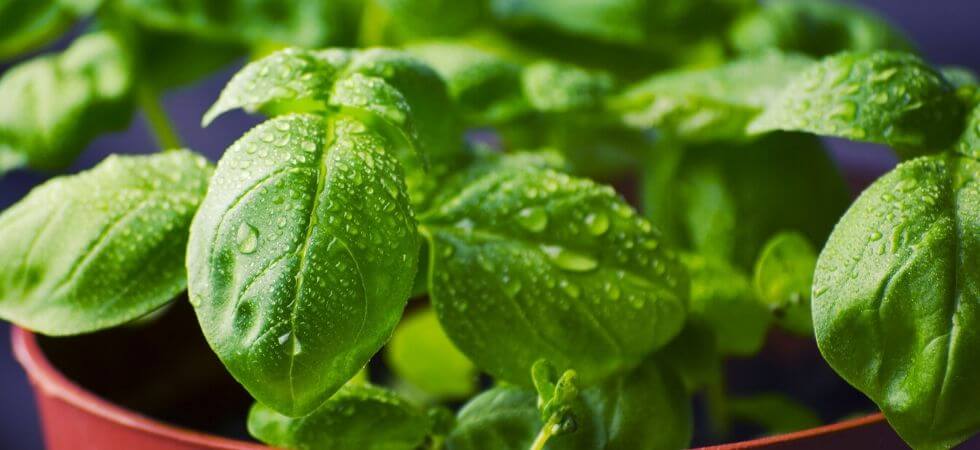 How to grow basil inside your hoop house