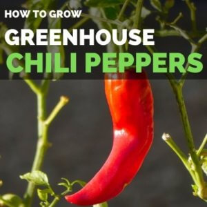 How to Grow Chili Peppers in Greenhouse | Greenhouse Chilies Guide