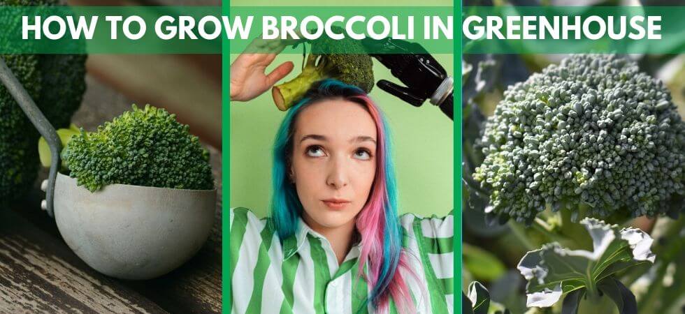 How to grow broccoli in greenhouse - greenhouse broccoli guide