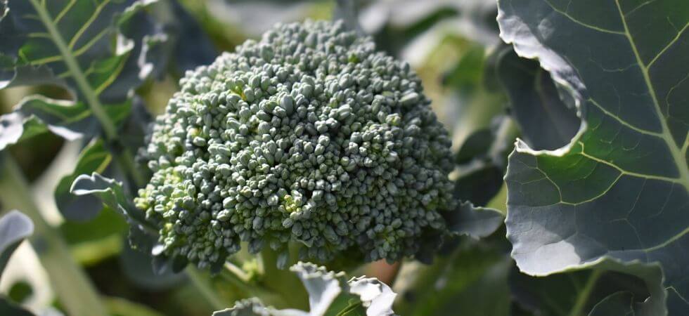 How to grow broccoli in greenhouse - greenhouse broccoli guide