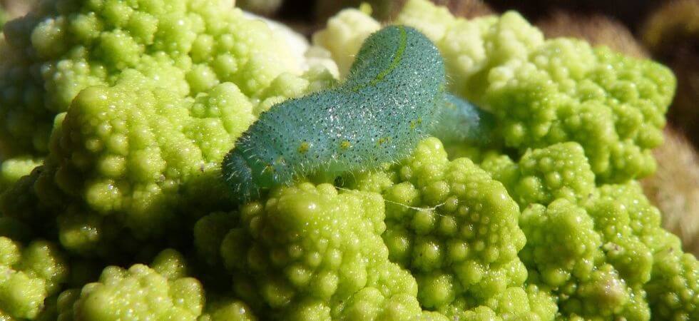 How to grow broccoli in greenhouse - greenhouse broccoli guide