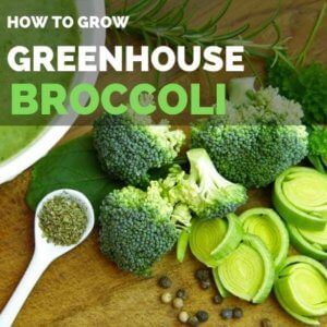 Grow Broccoli in Greenhouse | Greenhouse Broccoli Guide.