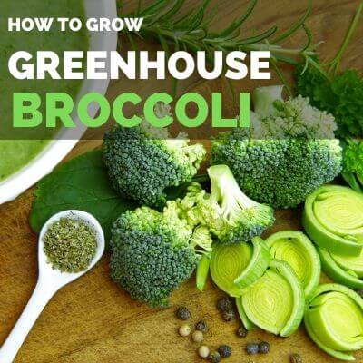 How to grow broccoli in greenhouse - greenhouse broccoli guide