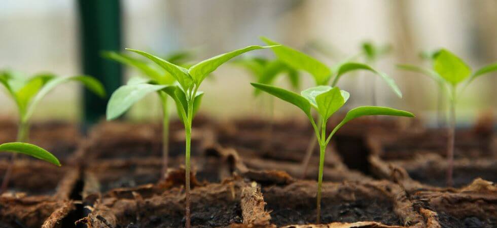 How to grow chili pepper seedlings