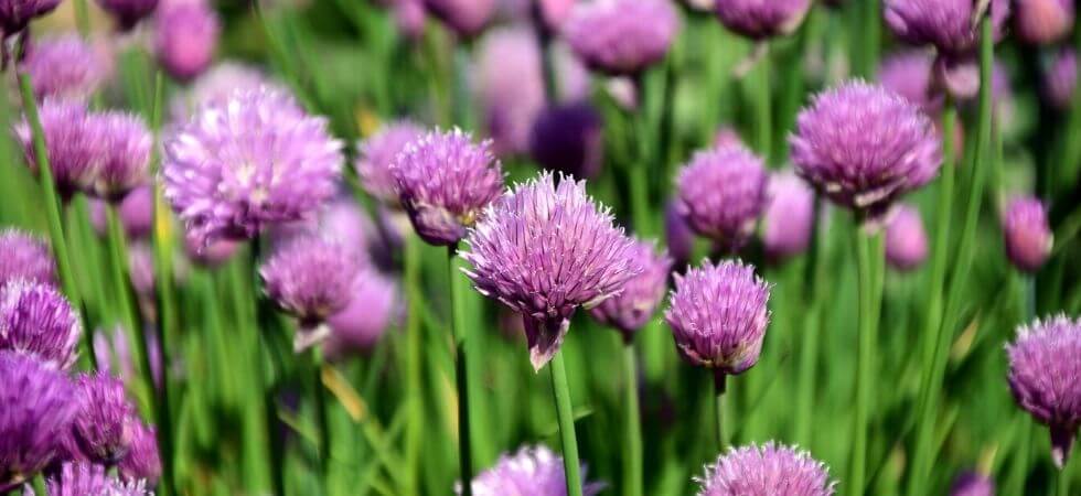 How to grow chives inside your hoop house