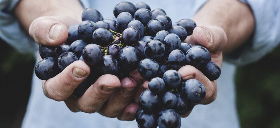 How to grow grapes inside your hoop house