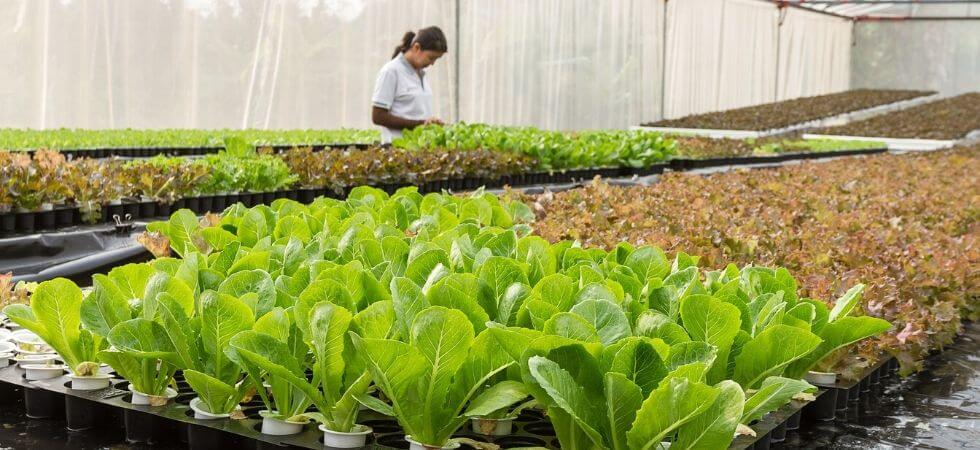 How to grow lettuce inside your hoop house