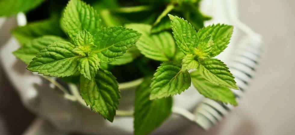 How to grow mint inside your hoop house