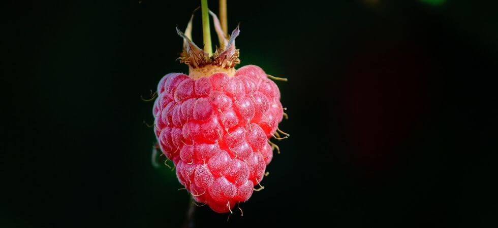 How to grow raspberry inside your hoop house