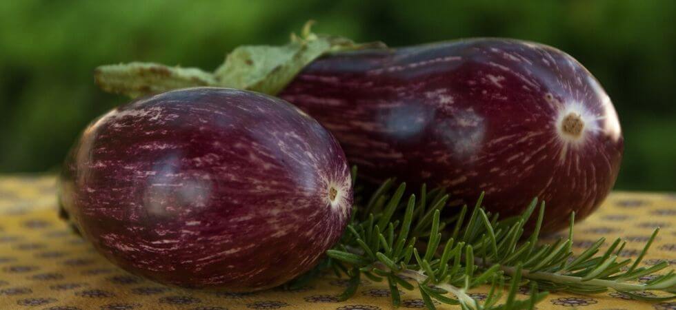 how to grow egg plant inside your hoop house