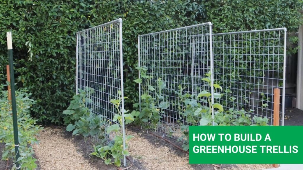 How to make greenhouse trellis for cucumbers and tomatoes