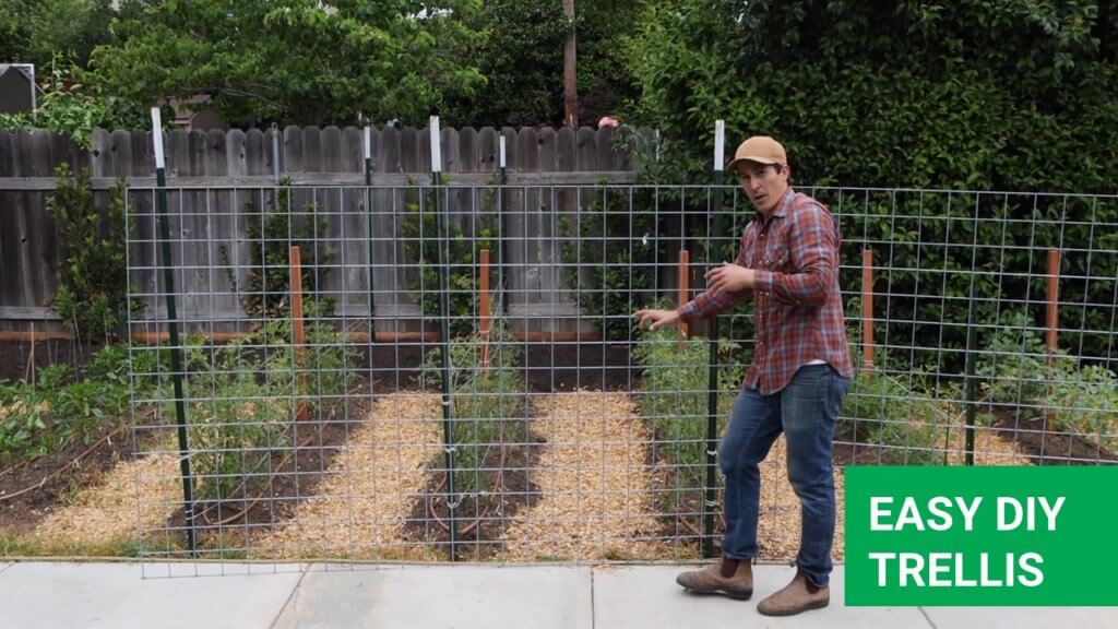 The easy, cheap and fast way to make a DIY trellis