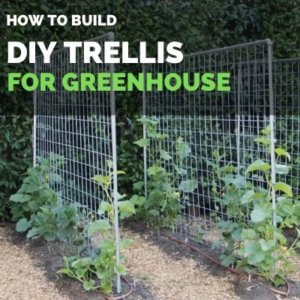 How to build DIY Trellis for Greenhouse Vegetables and Fruits