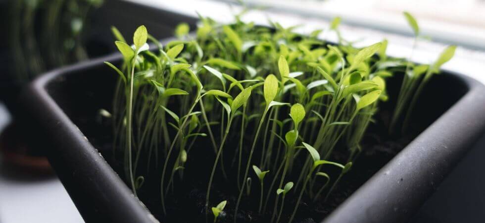 if your indoor plants is getting very scarce sulight then they will become leggy