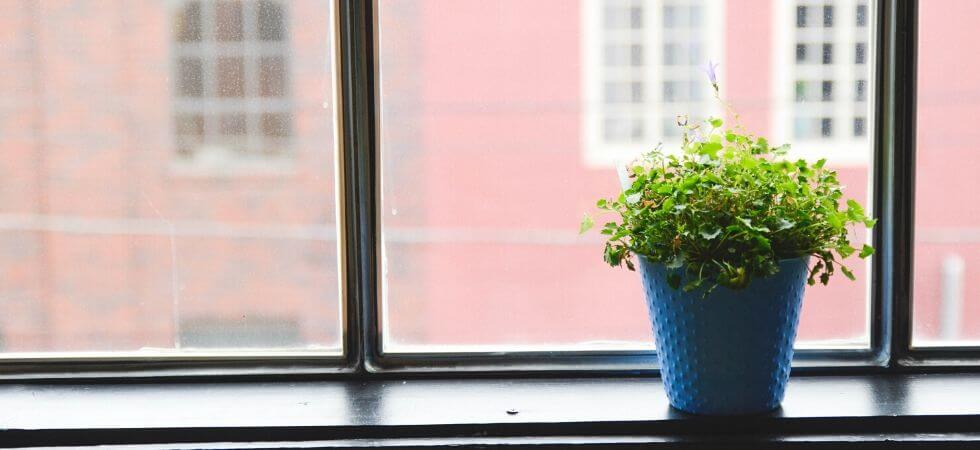 keeping plant near window to save electricity by using grow lights.  grow lights for indoor greenhouse