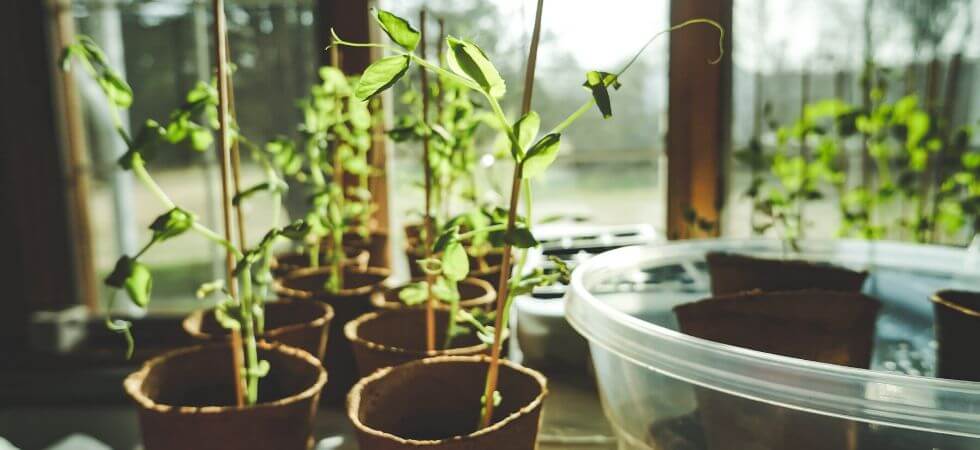 keeping plants near the window so they can have maximum access to sunlight. grow lights for indoor greenhouse