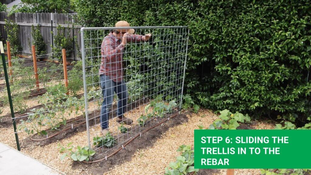 sliding the greenhouse trellis through the rebar