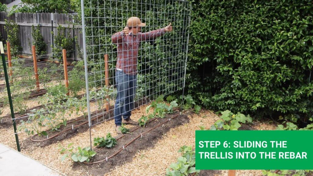 sliding the greenhouse trellis trought the rebars