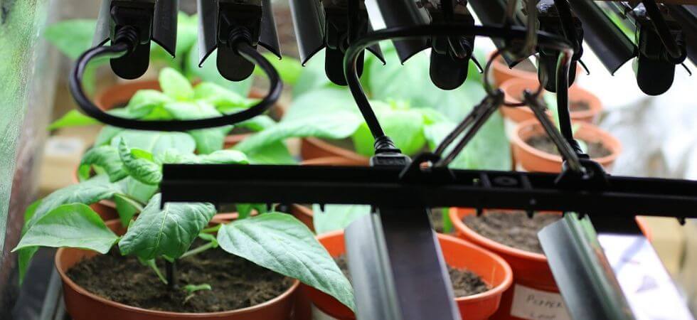 using fluorescent grow lights for growing peppers indoors  grow lights for indoor greenhouse
