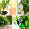 Smart Plant Care Plant Self-Watering Water Globes Set of 5